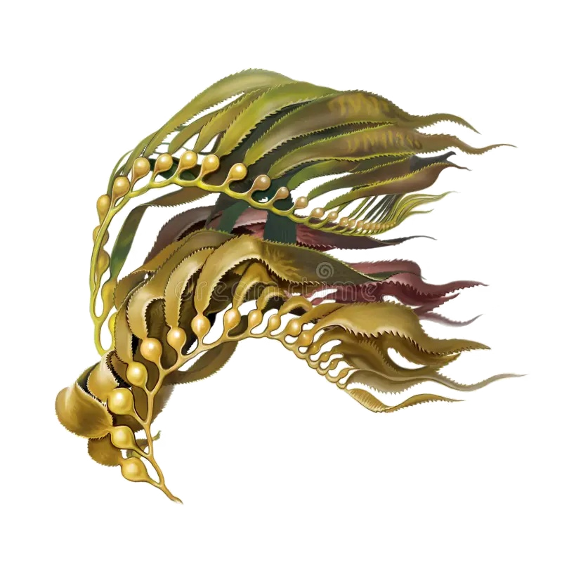 Calabacillo