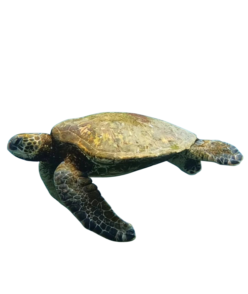 Tortuga Verde